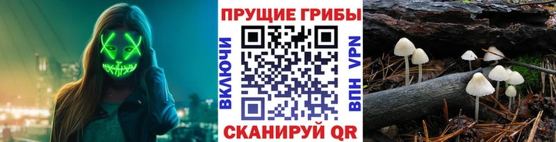 Галлюциногенные грибы Cubensis  Медногорск 